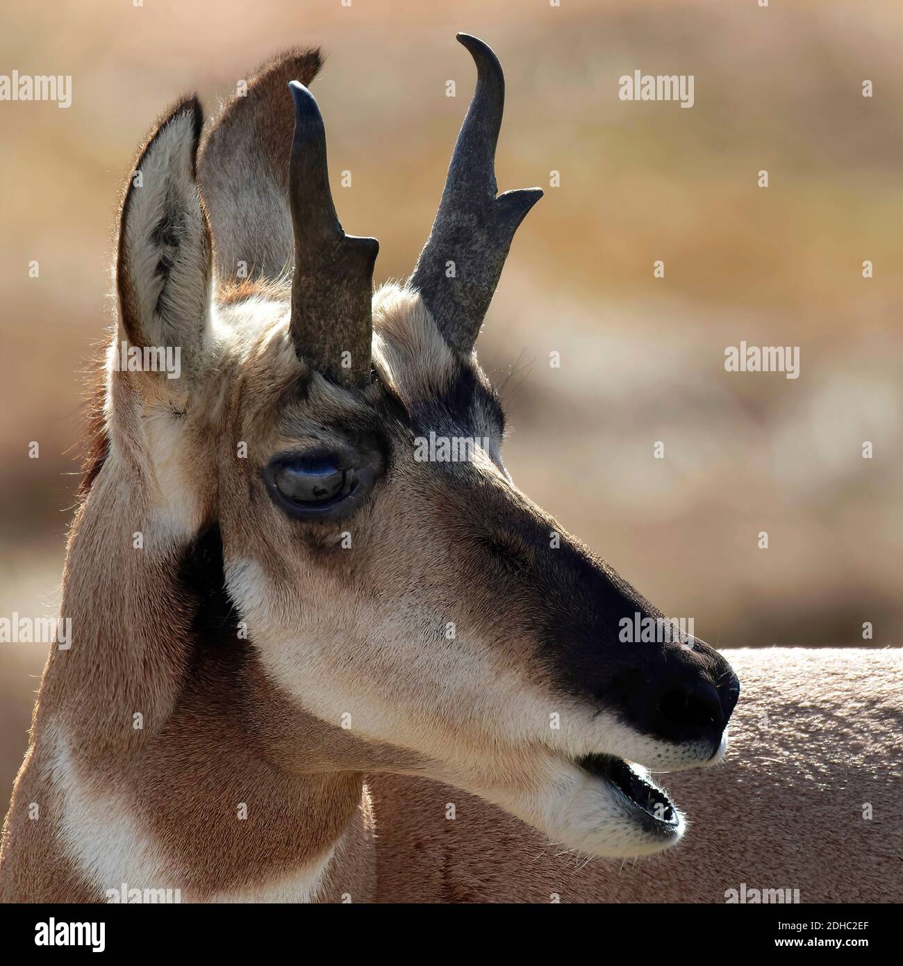 Pronghorn-Antilope, die Touristen beobachtet Stockfoto