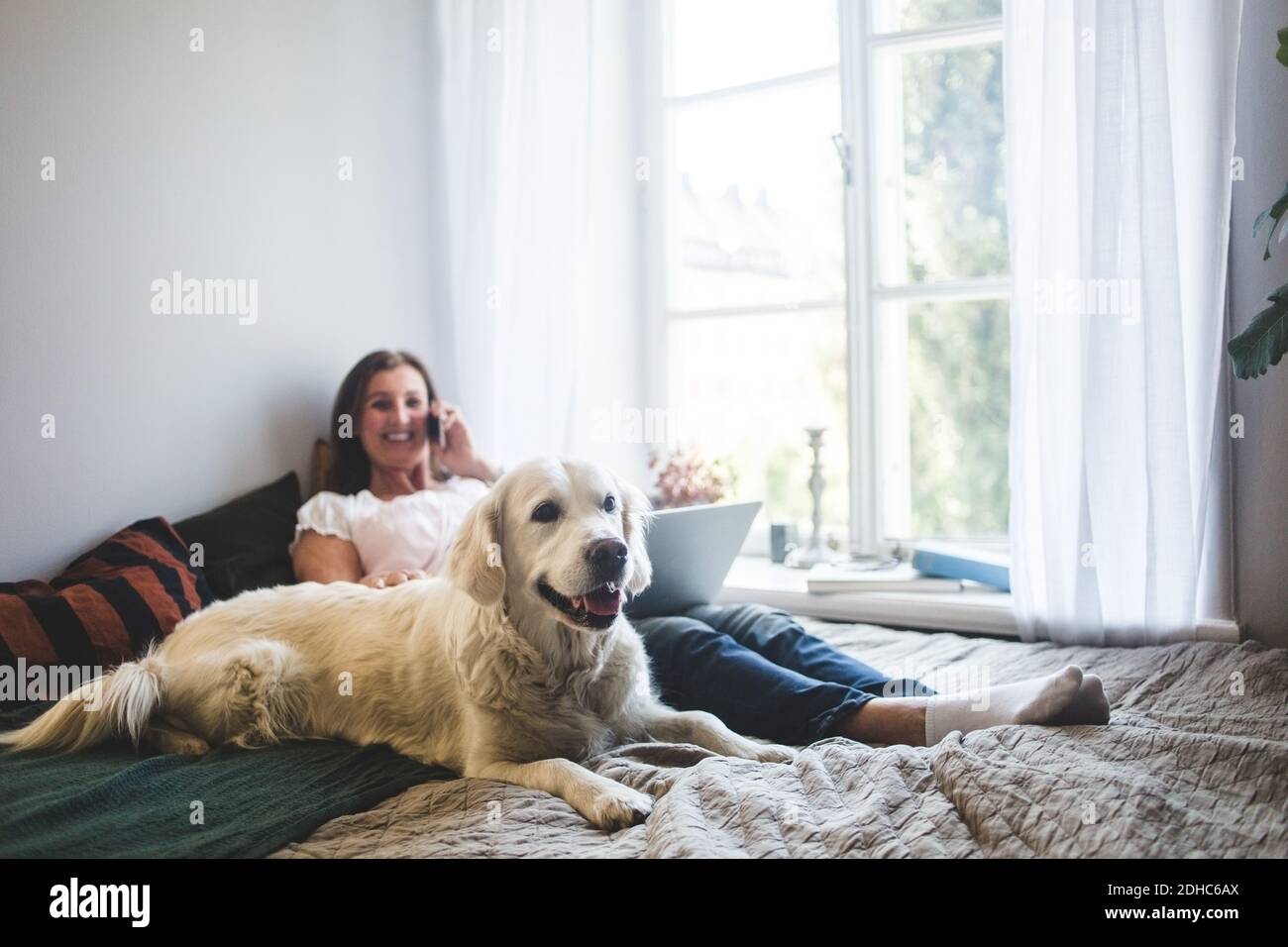 Hund ruht sich aus, ältere Frau spricht auf dem Handy Bett zu Hause Stockfoto