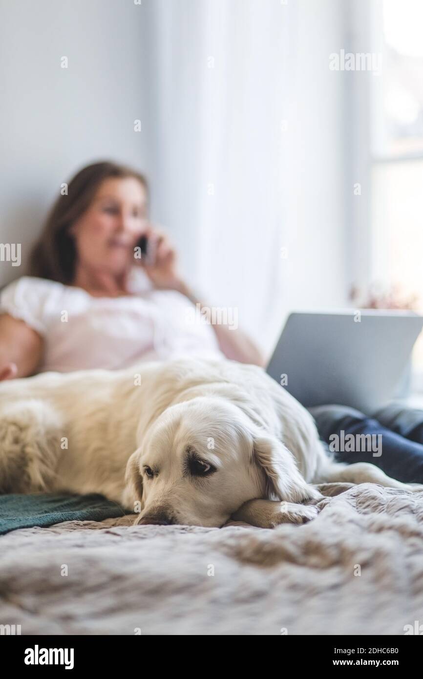 Nahaufnahme des Hundes liegen, während Frau mit Laptop mit Telefon Auf dem Bett zu Hause Stockfoto