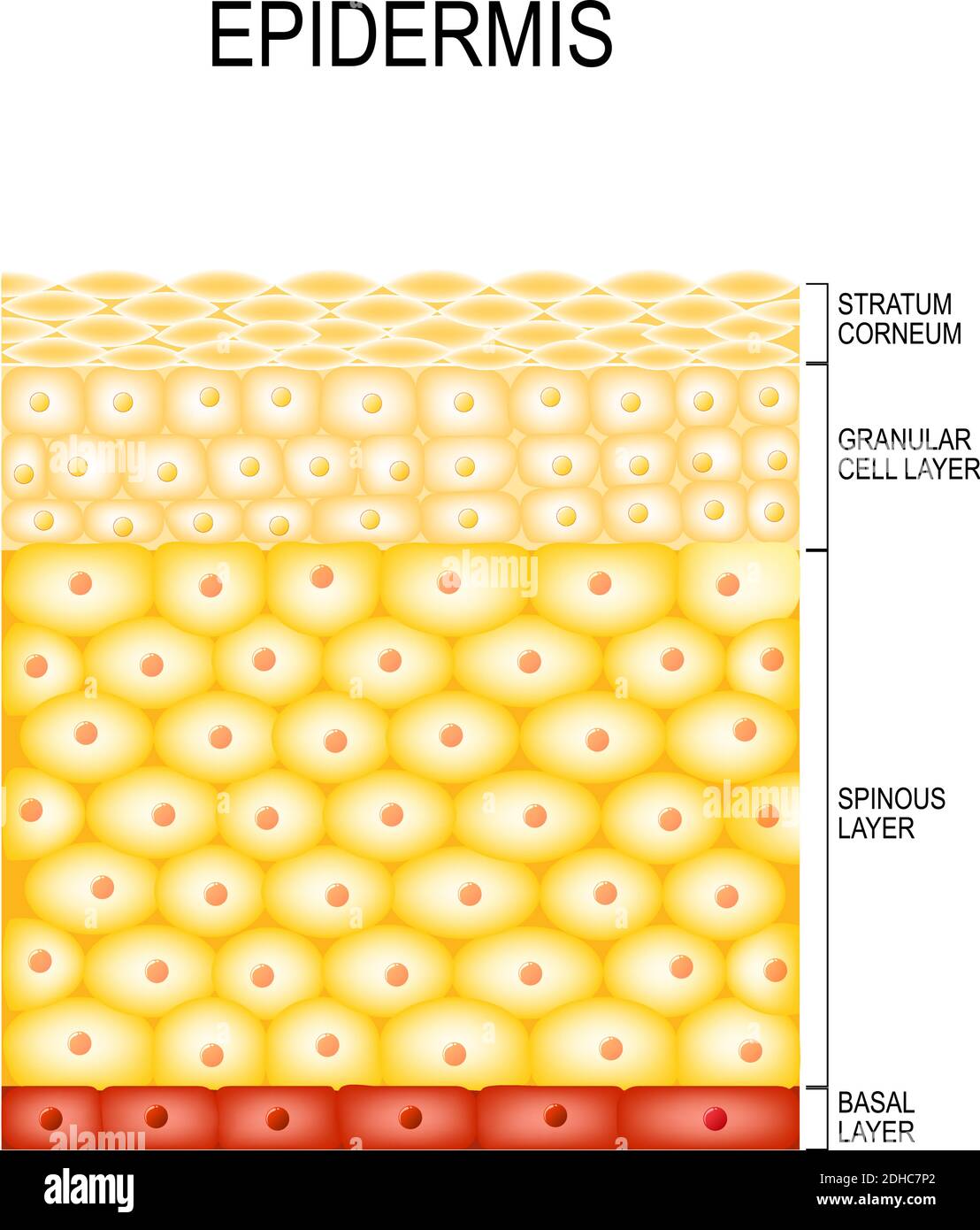Hautzellen und Strukturschichten der Epidermis. Gehornt (Stratum corneum), klare oder transluzente Schicht (lucidum), körnig (Stratum granulosum) Stock Vektor