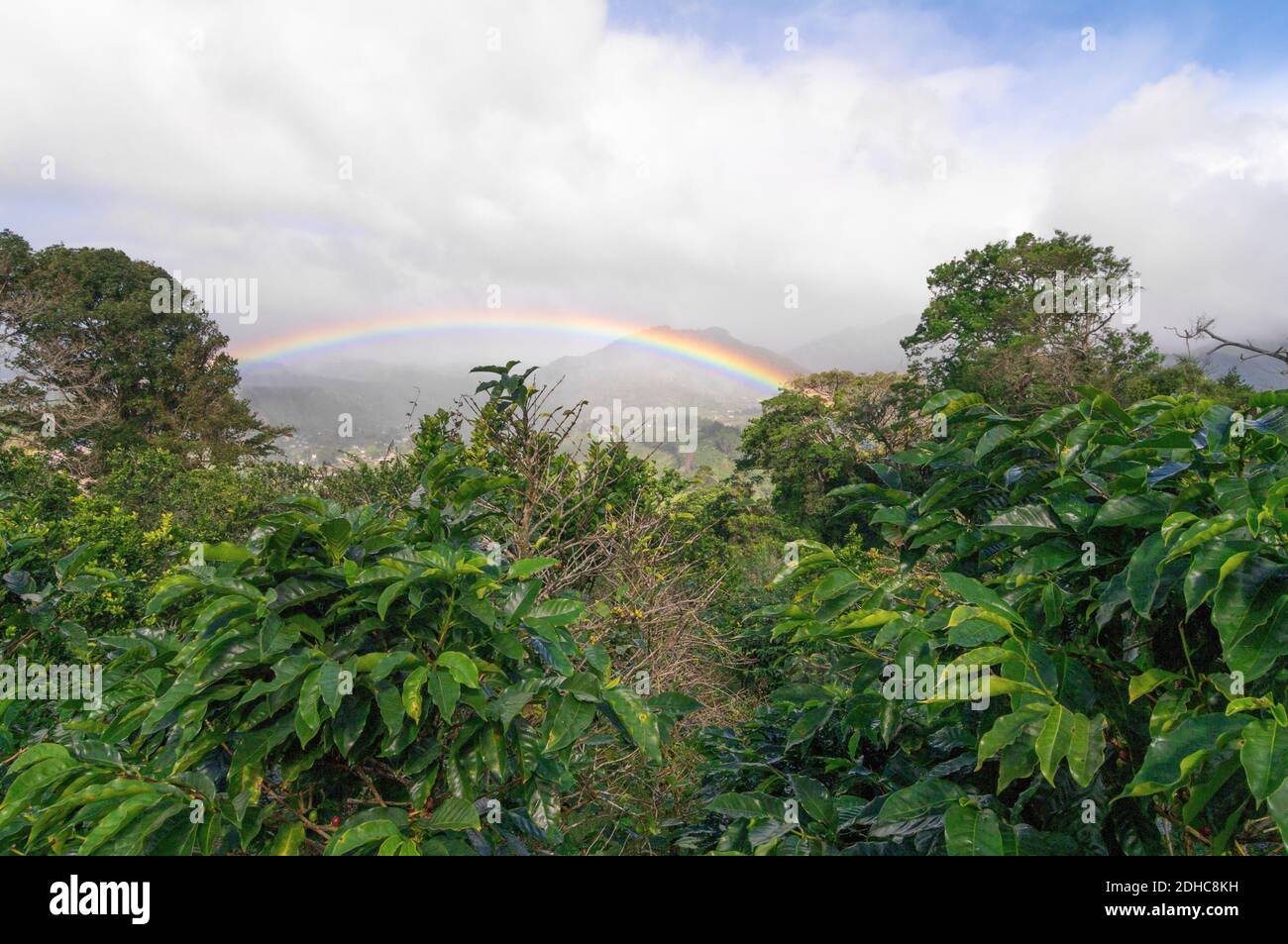 Kaffeepflanzen mit Beeren und einem lebhaften Regenbogen in Boquete, Panama, Mittelamerika. Boquete ist international für seine hochwertigen Kaffeeprodukte bekannt. Stockfoto