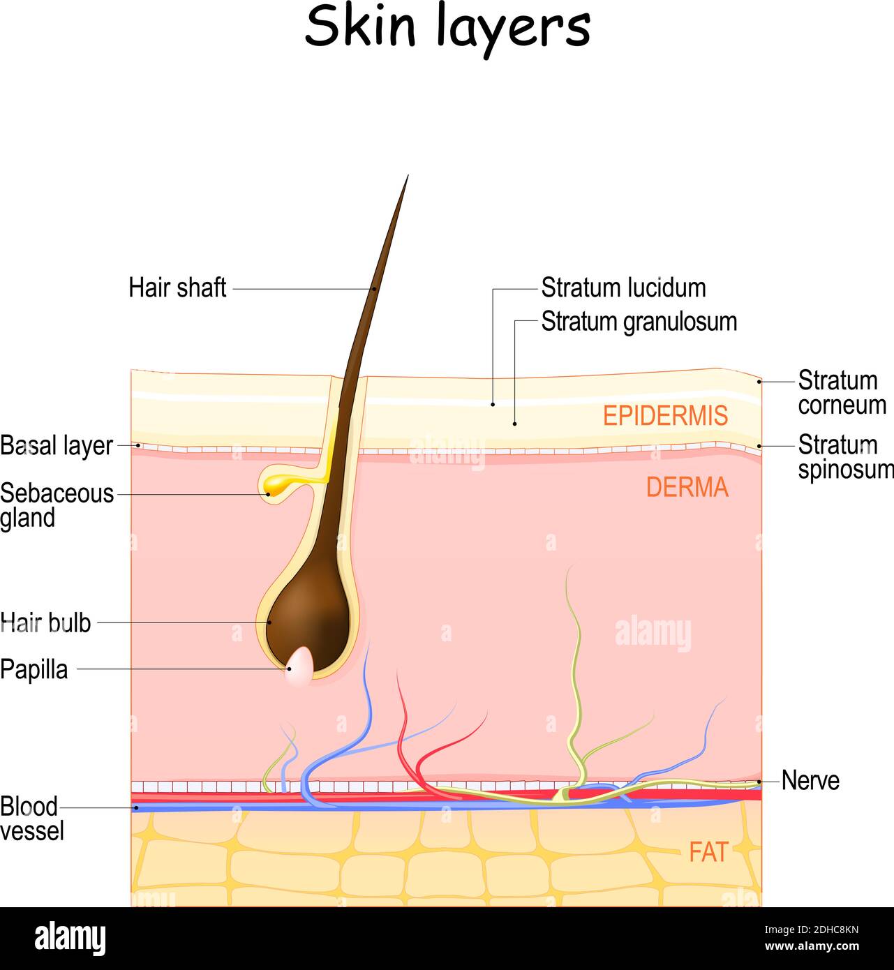 Hautschichten: Epidermis, Dermis, Unterhaut. Hautanatomie mit Haarfollikel und Talgdrüse. Flache Vektordarstellung Stock Vektor
