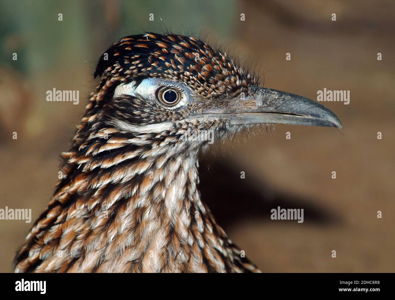 Greater Roadrunner, Wegekuckuck, großer Rennkuckuck, ErdkuckuckGeococcyx californianus, kaliforniai földikakukk Stockfoto