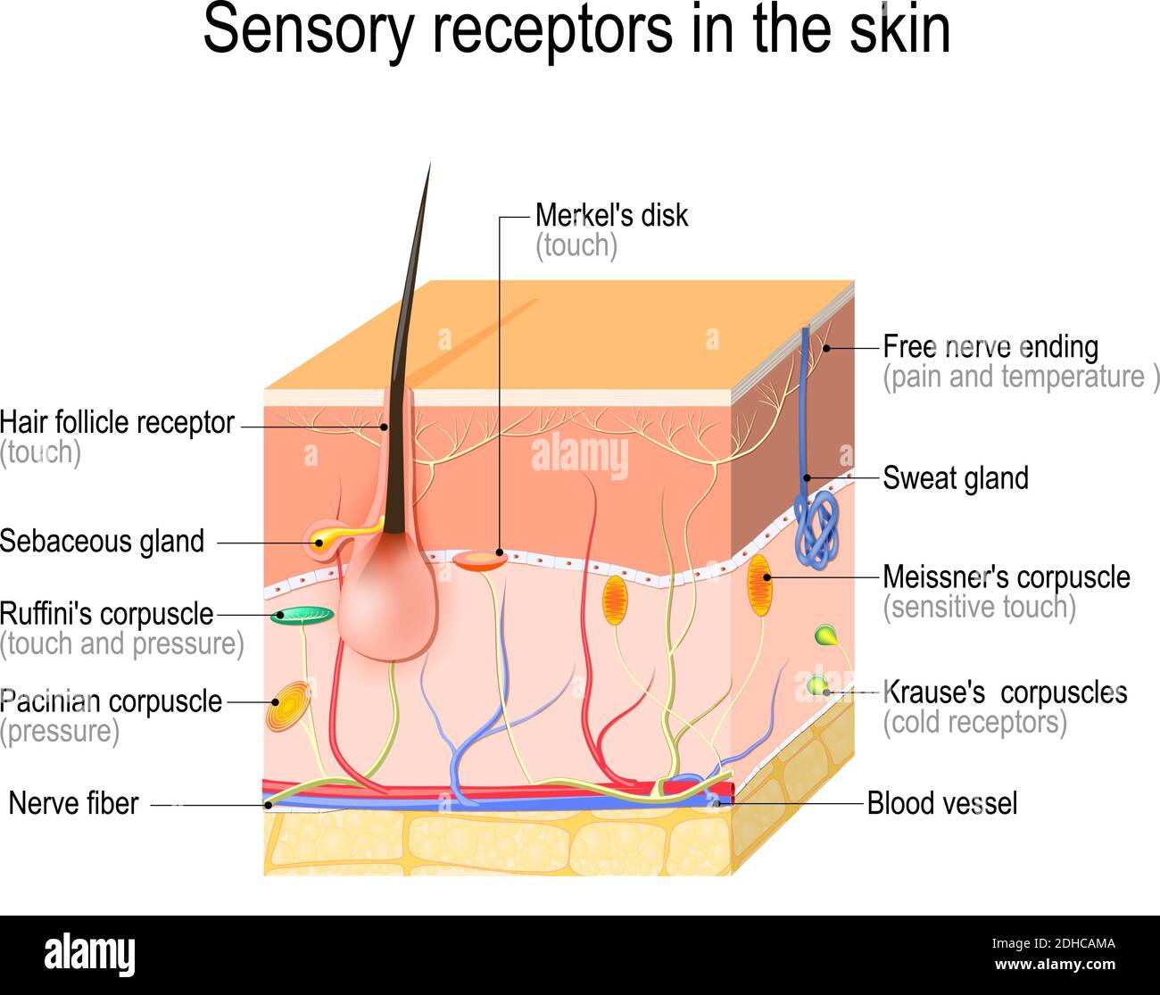 Sensorische Rezeptoren in der Haut. Druck, Vibration, Temperatur, Schmerz und Juckreiz werden über spezielle Empfängnisorgane und Nerven übertragen. Vektor Stock Vektor