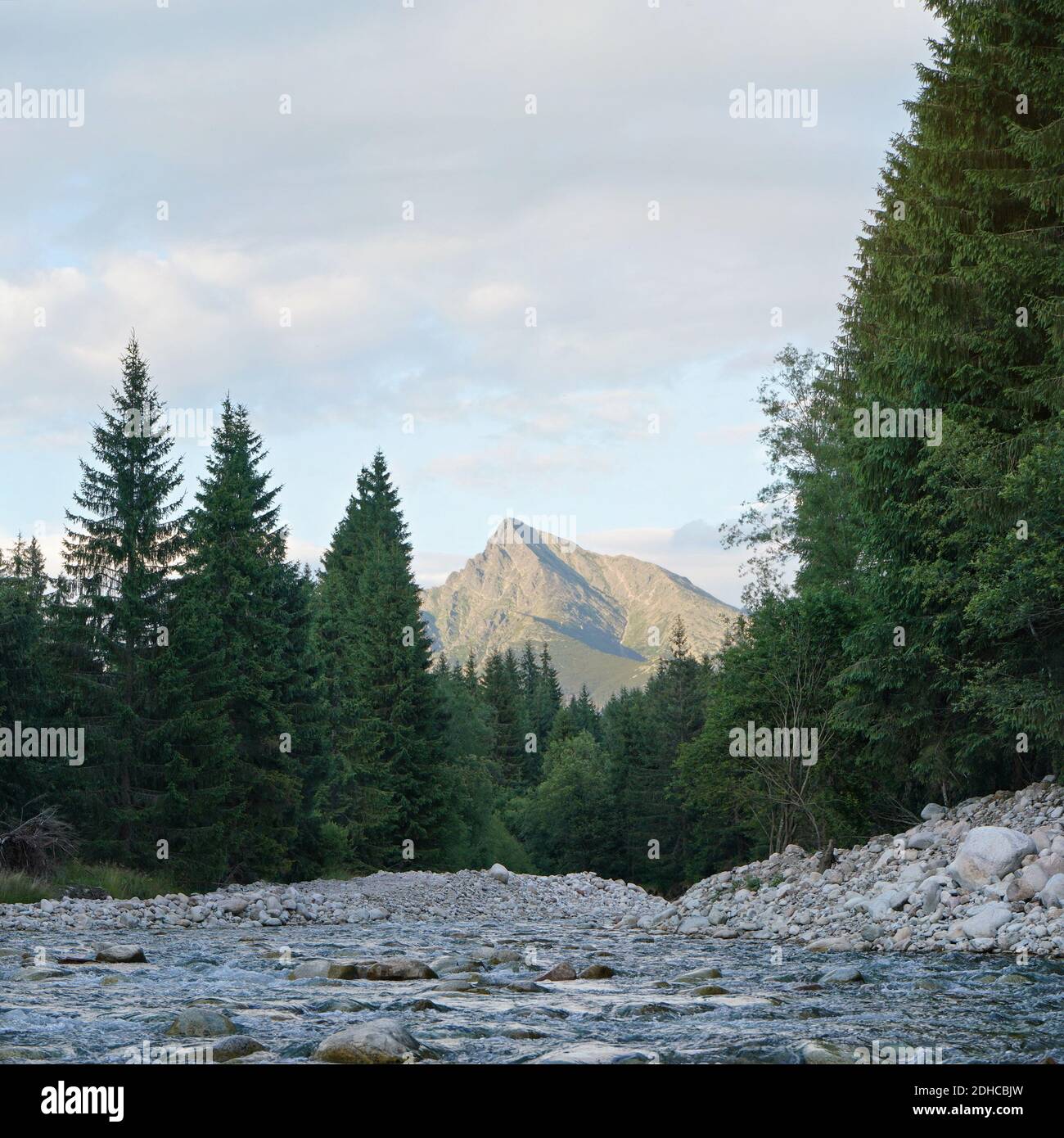 Waldfluss fließt, Nadelbäume auf beiden Seiten, Berg Krivan Gipfel (slowakisches Symbol) mit Sommerabenden Wolken oben in der Ferne Stockfoto