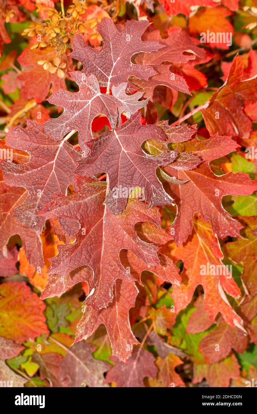 Schillernde Herbstblattfarbe in Surrey, England, Großbritannien, Europa Stockfoto