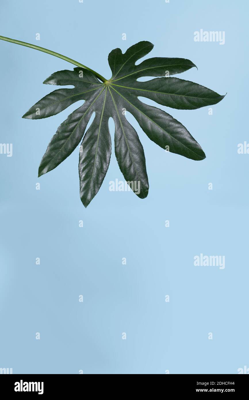 Ein Blatt der japanischen Aralia ( Fatsia Japonica ) Isoliert vor einem blauen Hintergrund vertikal Stockfoto