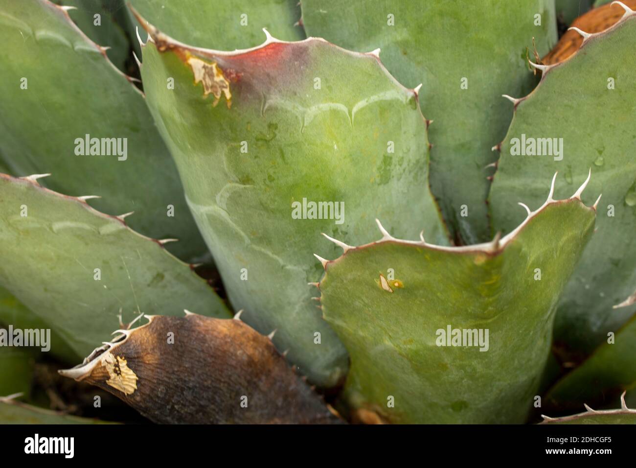 Nahaufnahme der natürlichen Darstellung der Agave Parrasana Pflanze. Strukturen und Muster in der Natur Stockfoto