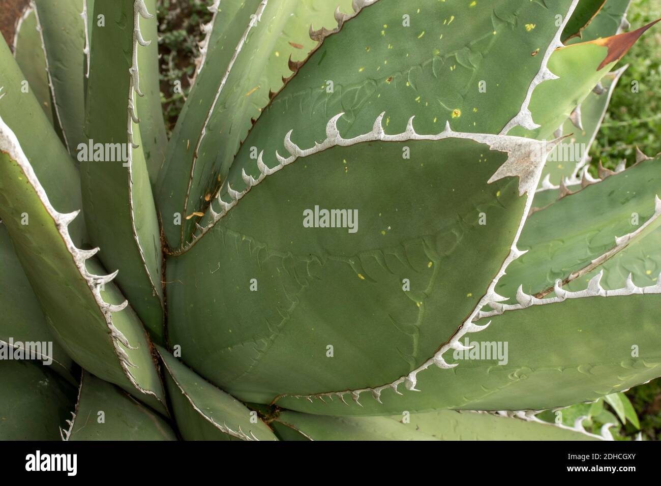 Agave Titanota in Nahaufnahme, zeigt Muster und Texturen in der Natur Stockfoto