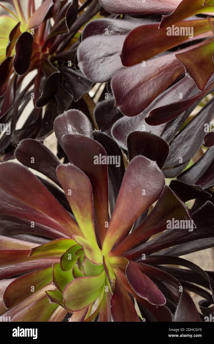 Aeonium Zwartkop, zeigt Farbe, Muster und Textur Stockfoto