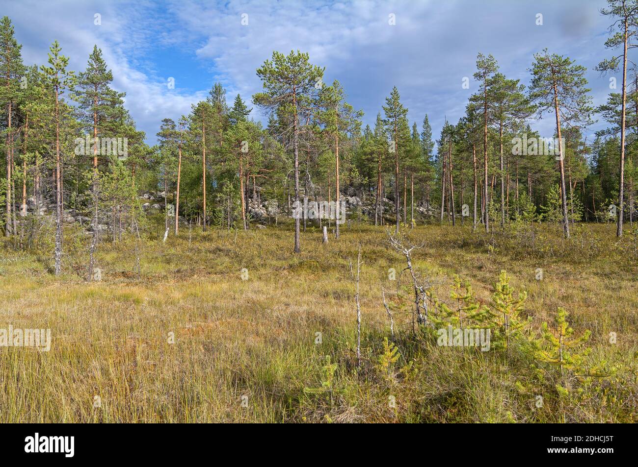 Sumpfiger Wald Stockfotos und bilder Kaufen Alamy