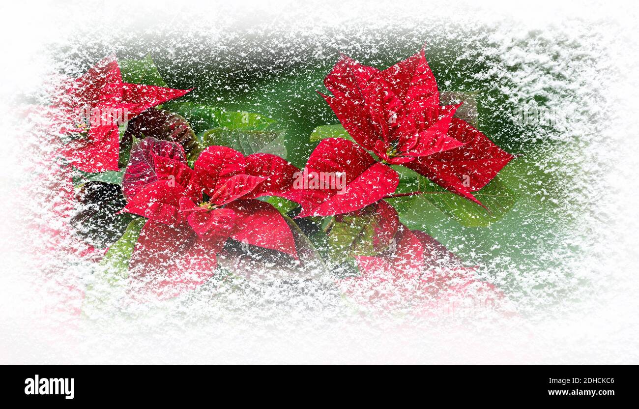 Weihnachtsstern Blumen oder Flor de Pascua im Winter mit Schneefall horizontalen Banner bedeckt. Weihnachtsgutschein. Stockfoto