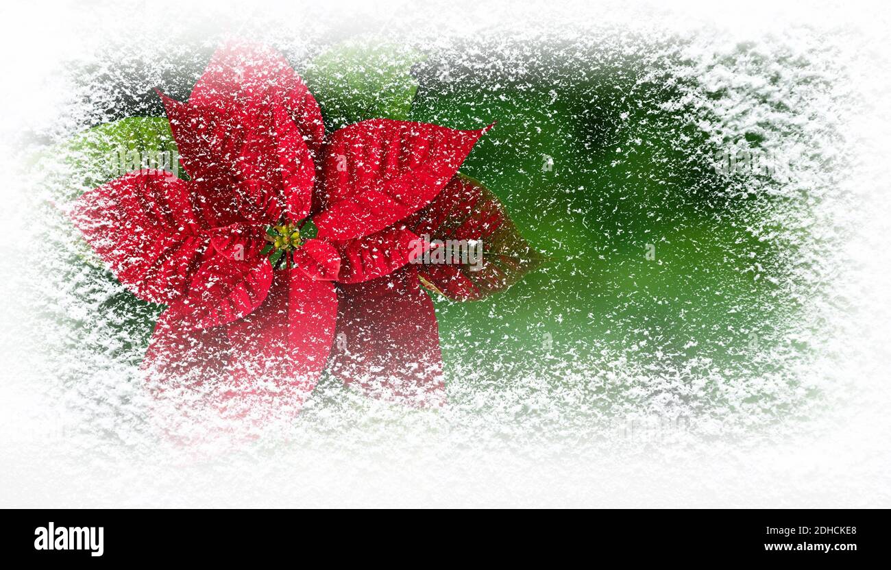 Flor de Pascua oder Poinsettia Blume im Winter mit Schneefall horizontalen Banner bedeckt. Weihnachtsgutschein. Stockfoto