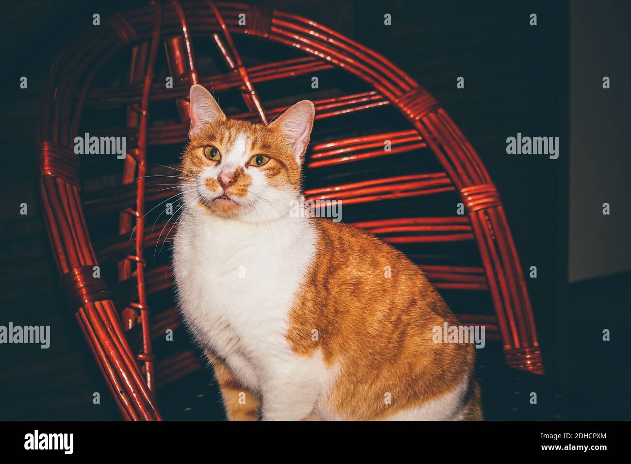 Ginger Katze sitzt auf dem Stuhl Stockfoto