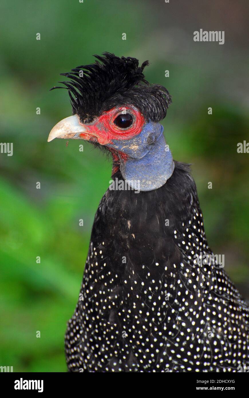 Guineafuhu, Kräuselhauben-Perlhuhn, Pintade de Pucheran, Guttera pucherani, bóbitás gyöngytyúk, Kontyos gyöngytyúk Stockfoto