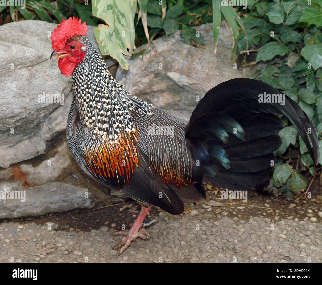 Grauer Jungvogel, Sonnerat-Jungvogel, Sonnerathuhn, Gallus sonneratii, szürke dzsungeltyúk, gyöngyös bankivatyúk Stockfoto