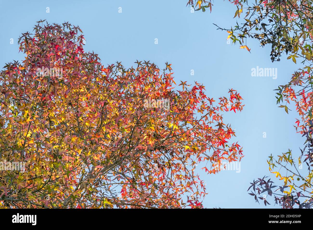 Herbstliche Baumblätter im Balboa Park. San Diego, CA, USA. Stockfoto