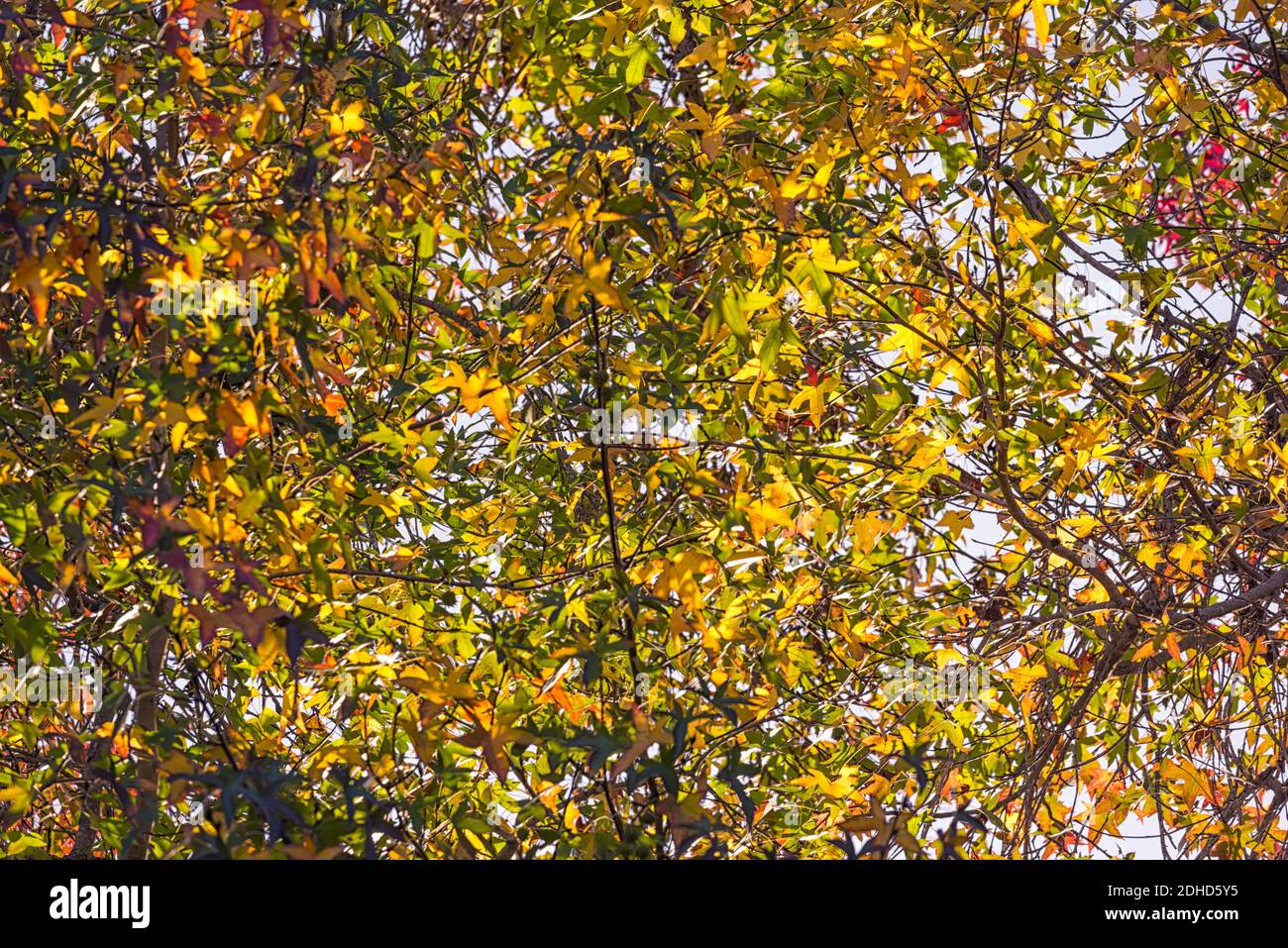 Herbstliche Baumblätter im Balboa Park. San Diego, CA, USA. Stockfoto