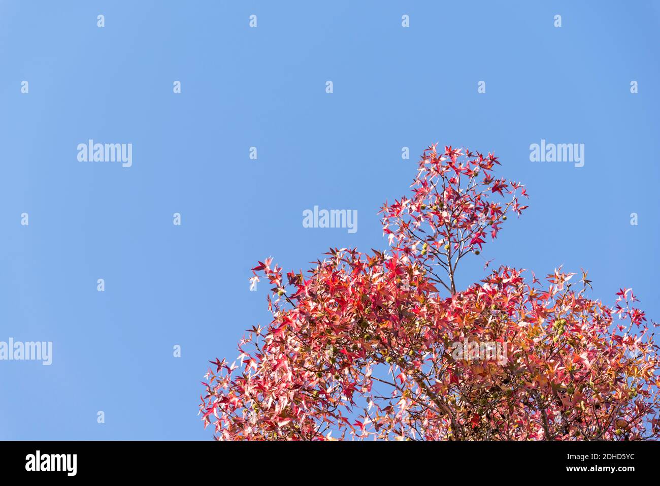 Herbstliche Baumblätter im Balboa Park. San Diego, CA, USA. Stockfoto