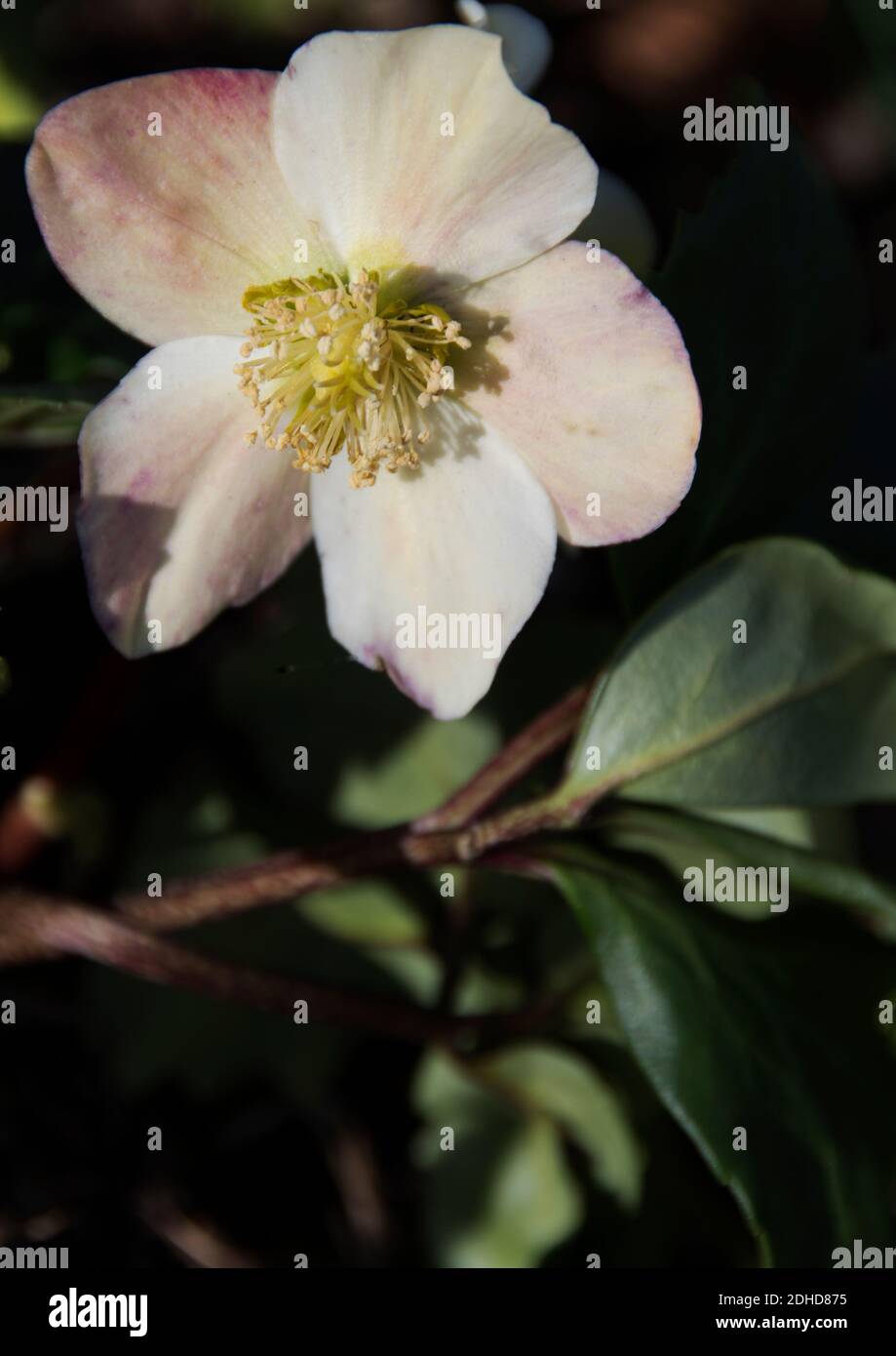 Fastenzeit rose Stockfoto