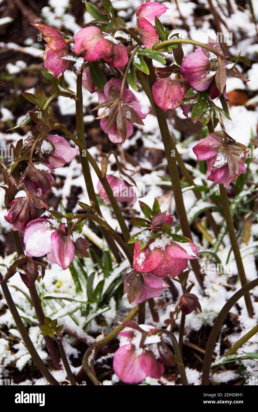 Fastenrosen im Schnee Stockfoto