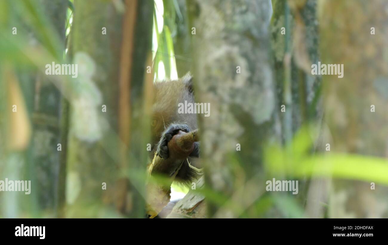 Thailand - Khao Sok Nationalpark Stockfoto