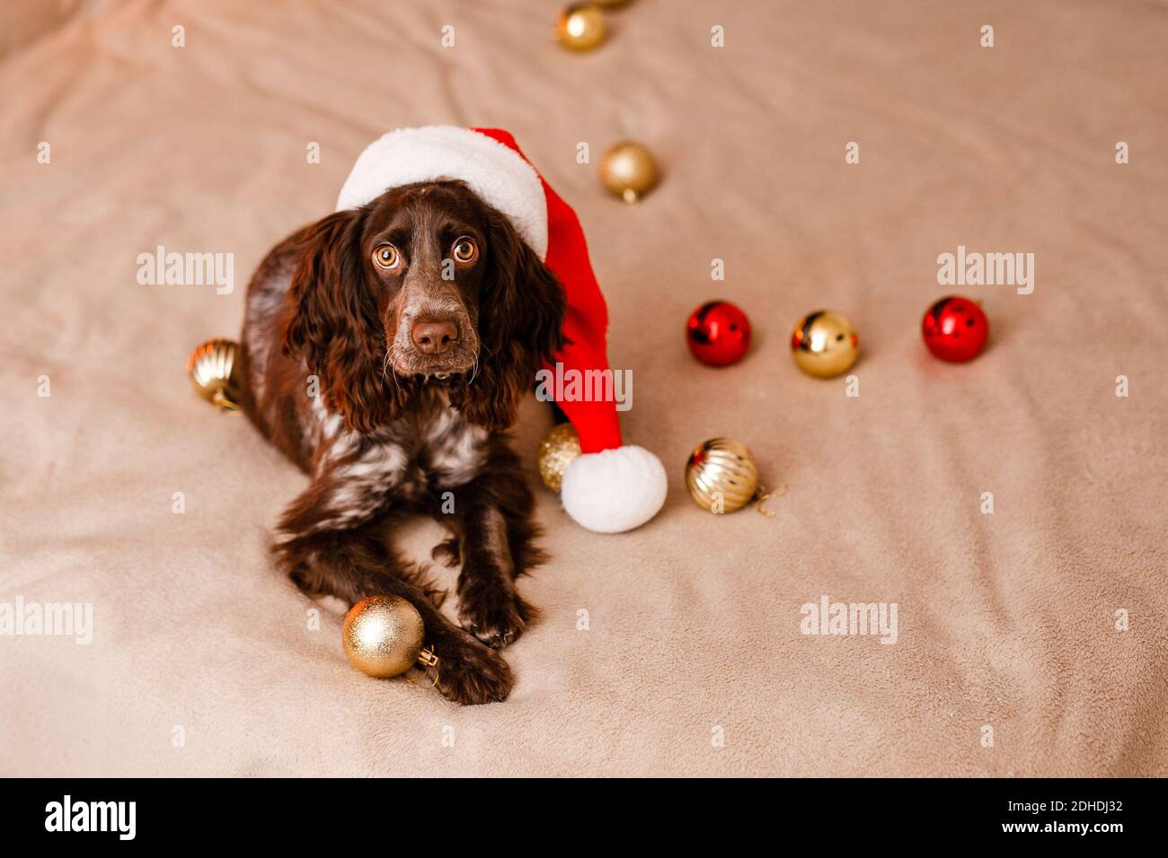 Ein junger Hund Russischer Spaniel in einem Weihnachtsmannhut liegt auf dem Bett und spielt mit dekorativen roten und goldenen Weihnachtskugeln. Stockfoto