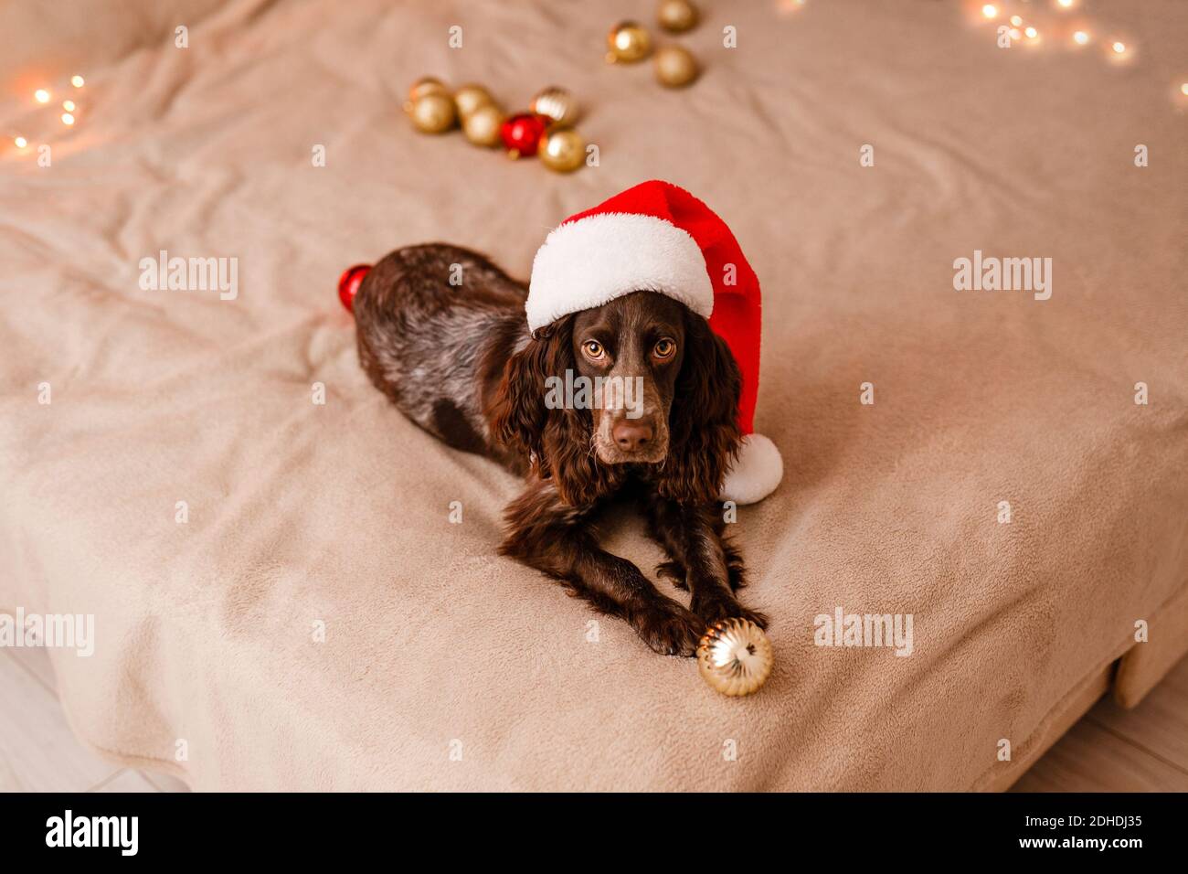 Ein junger Hund Russischer Spaniel in einem Weihnachtsmannhut liegt auf dem Bett und spielt mit dekorativen roten und goldenen Weihnachtskugeln. Stockfoto