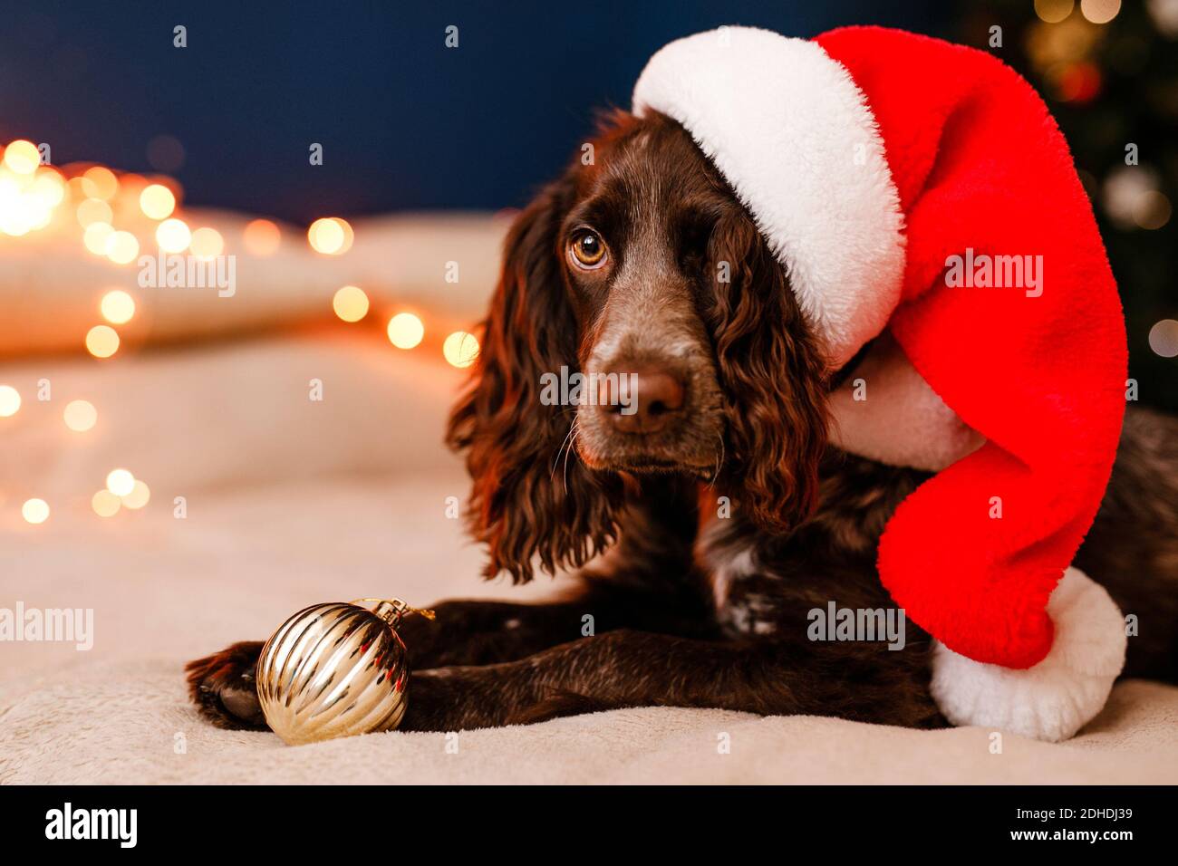 Ein junger russischer Spaniel in einem Weihnachtsmannhut liegt auf dem Bett mit einem Spielzeug in den Zähnen und spielt mit dekorativen roten und goldenen Kugeln. Stockfoto