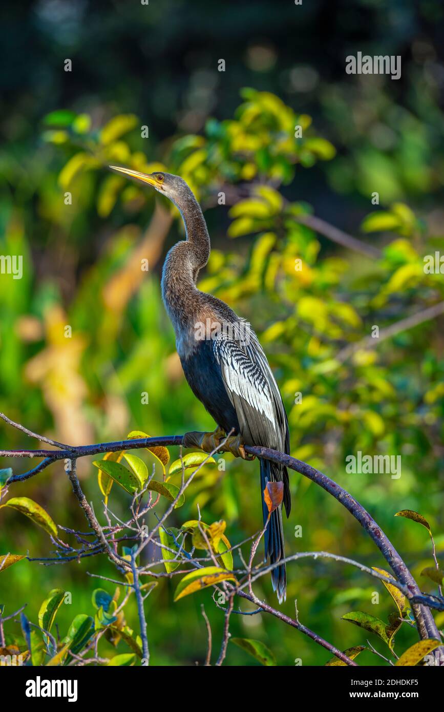 anhinga, Anhinga Anhinga, manchmal auch Schlangenvogel, Darter, amerikanischer Darter oder wassertürke genannt, ist ein Wasservogel der wärmeren Teile Amerikas. Stockfoto