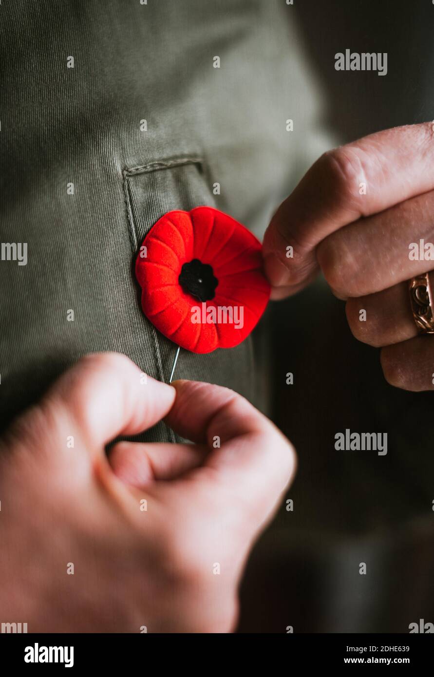 Nahaufnahme von Hand Pinning Mohn auf Jacke für Remembrance Day. Stockfoto