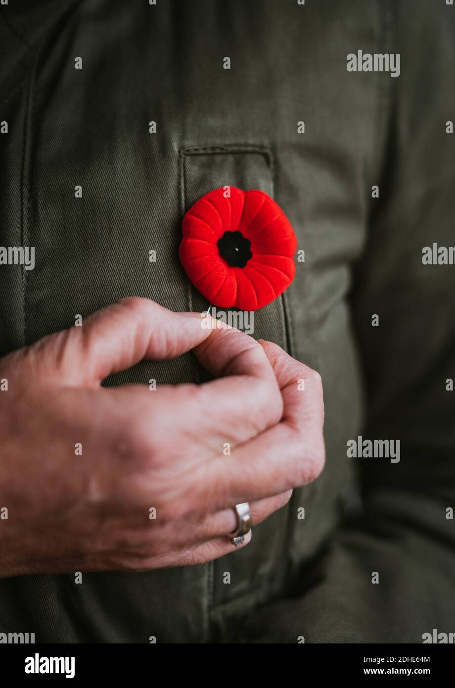 Nahaufnahme von Hand Pinning Mohn auf Jacke für Remembrance Day. Stockfoto