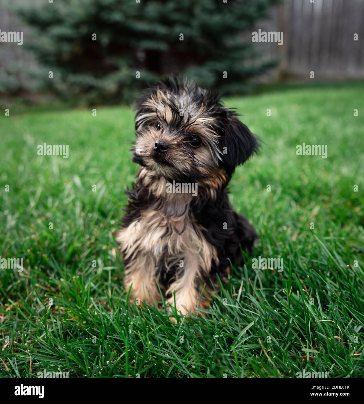Teetasse Yorkie Stockfotos Und Bilder Kaufen Alamy