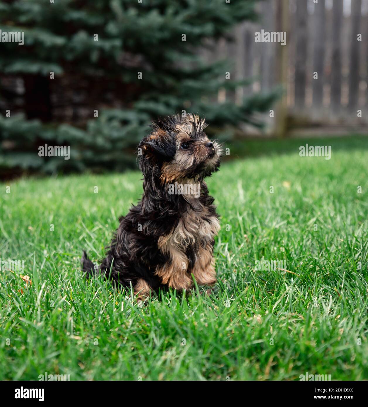 Teetasse Yorkie Stockfotos Und Bilder Kaufen Alamy