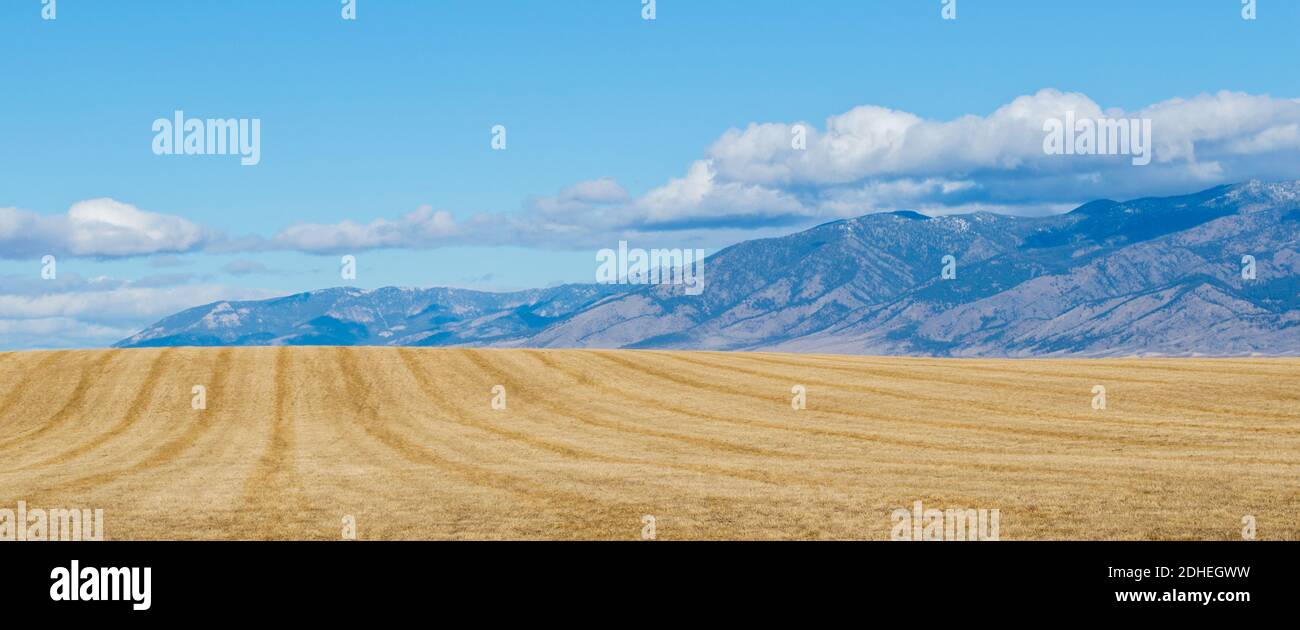 golden geerntetes Heufeld mit den majestätischen Rocky Mountains in Die Distanz unter blauem Himmel Stockfoto