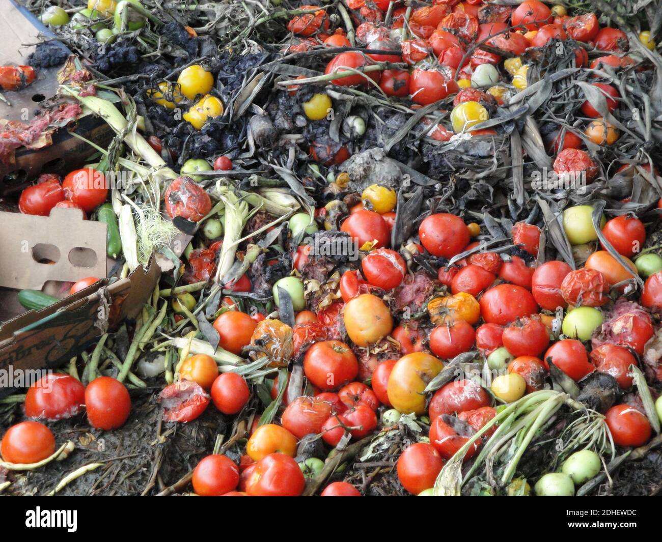 Abgelaufene Tomaten warten darauf, zu Biogas verarbeitet zu werden Stockfoto