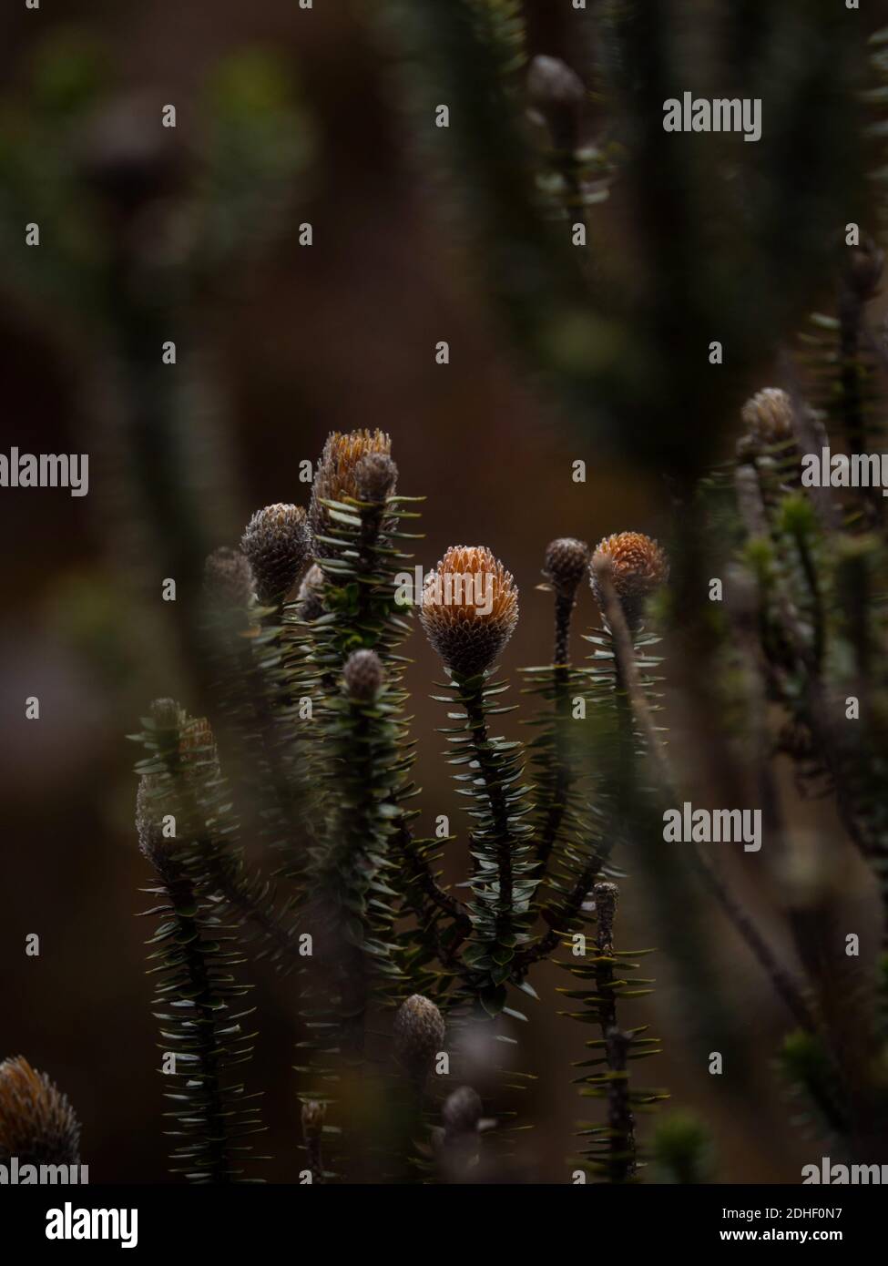 Chuquiraga jussieui blühende Pflanze wächst im El Cajas Nationalpark In der Nähe von Cuenca in den Anden in Ecuador Stockfoto