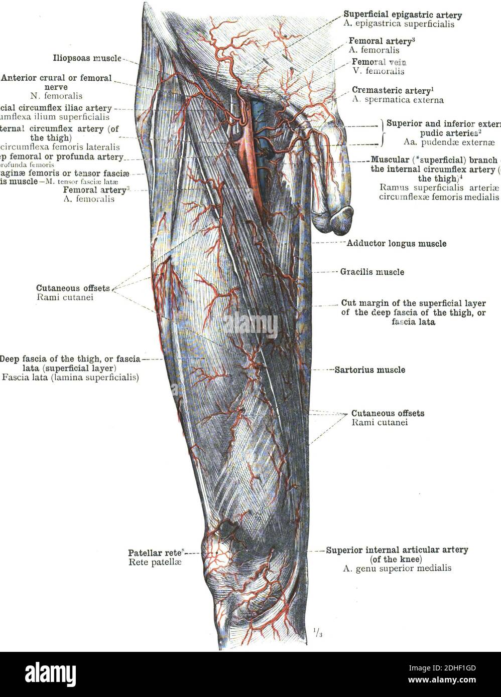 Die femorale Arteria humane Anatomie Stockfoto