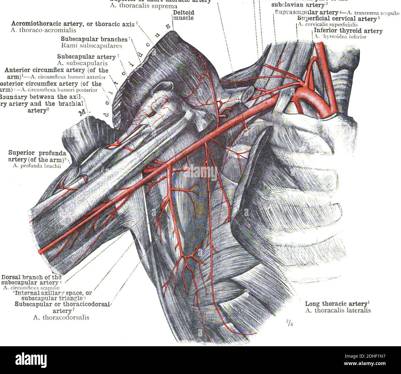 Die Anatomie der Arteria axillaris auf weißem Hintergrund