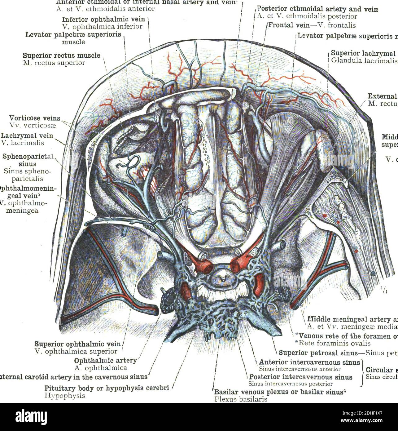 Die Anatomie der Arteria orbitalis auf weißem Hintergrund mit