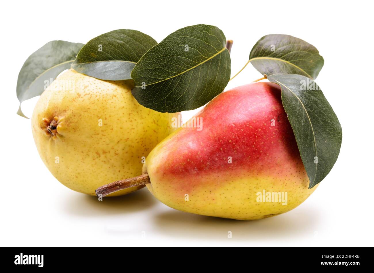 Reife Birnenfrüchte Stockfoto
