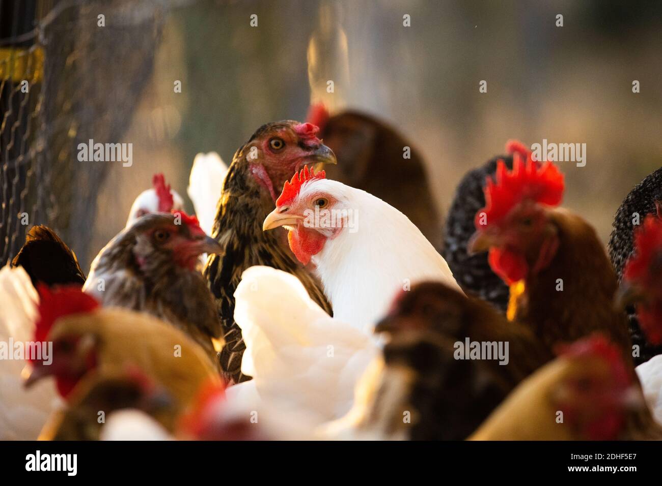 Eine kleine Herde Hühner auf unserem Hof. Die weiße in der Mitte sticht in dieser Szene mit warmen Herbstfarben wirklich heraus. Stockfoto
