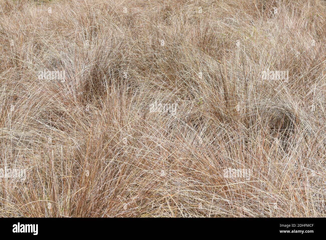 Blick auf Neuseeland Hair Sedge (Carex buchananii) Stockfoto