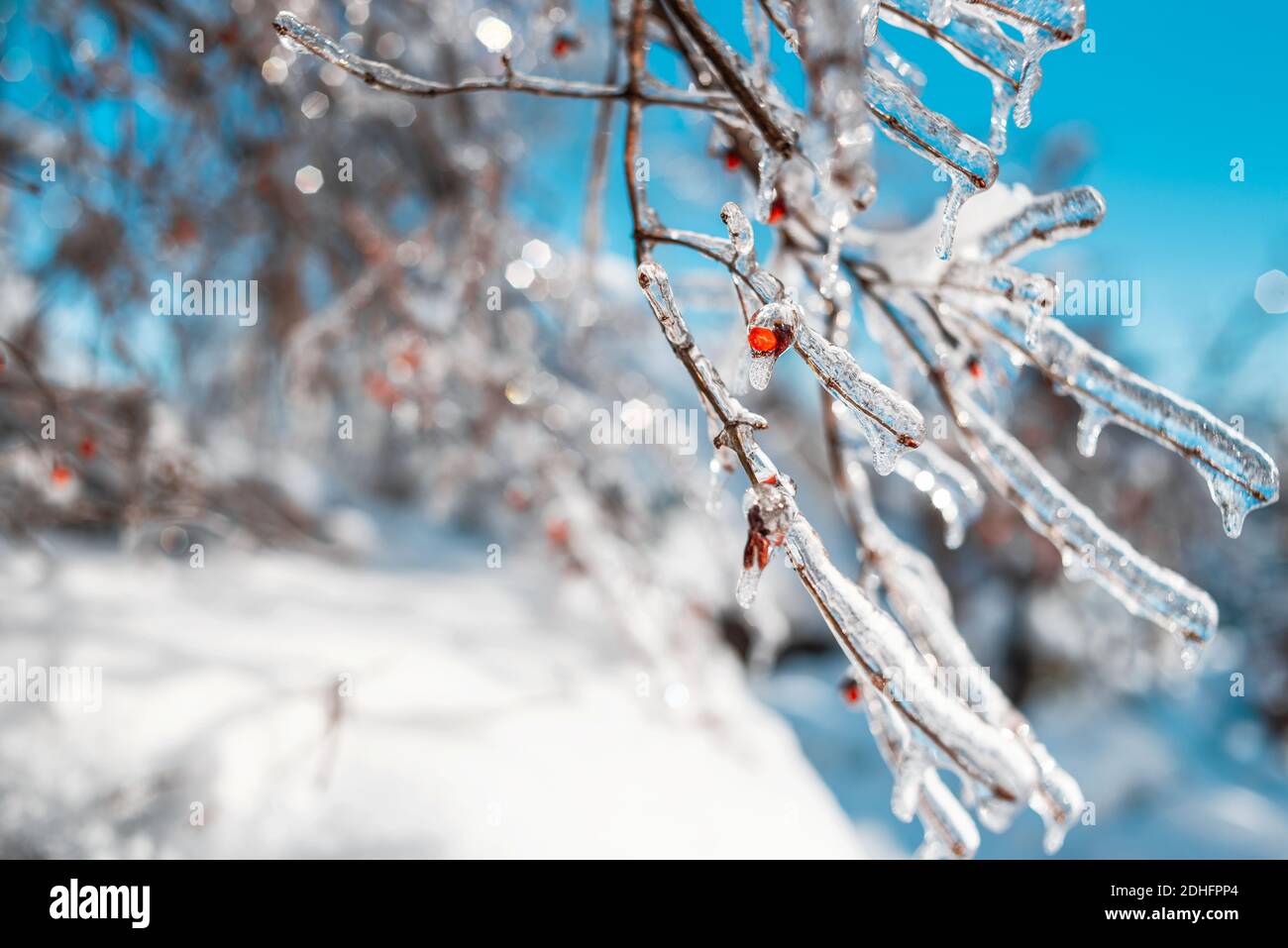 Baumzweige mit roten Beeren bedeckt mit glitzerndem Schnee und Eis. Glänzende Eiszapfen auf einem Baum, blauer Himmel auf dem Hintergrund. Winter Schnee frostigen Wetter. Stockfoto