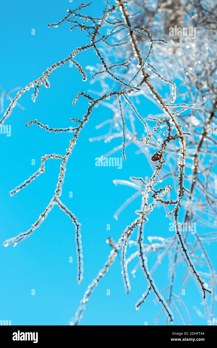 Baumzweige sind mit glitzerndem Eis und Eiszapfen auf dem blauen Himmel Hintergrund bedeckt. Frostiges Schneewetter. Wunderschöne Winterszenen. Natürlicher Hintergrund. Stockfoto