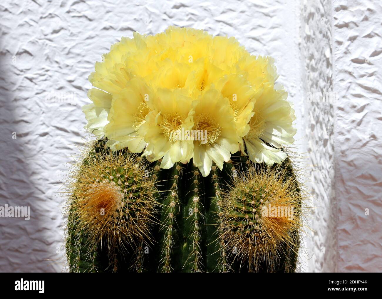 Ein Faßkaktus (Echinocactus) in Blüte. Dieser hat Blumen und zwei Protuberanzen, die als Welpen bezeichnet werden. Aus dem Südwesten von Amerika und lebt 50 Jahre+. Stockfoto