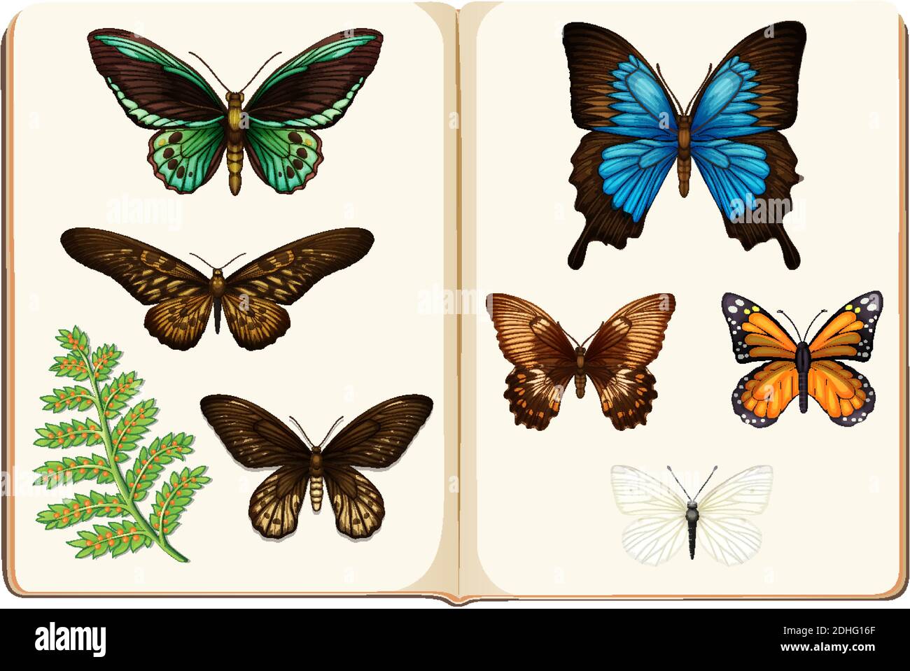 Schmetterling Kollektion auf weißem Hintergrund Illustration Stock Vektor