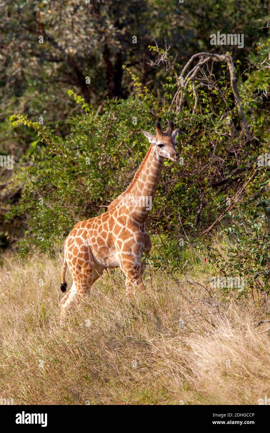 Giraffe Giraffa camelopardalis Mkuze Game Reserve, Kwzulu-Natal, Südafrika 25 August 2018 Unreif Giraffidae alias südafrikanische Giraffe Stockfoto