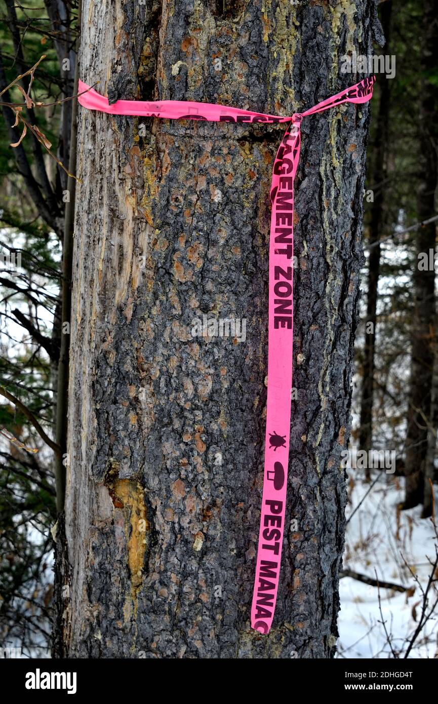 Nahaufnahme einer toten Kiefer, die vom Insekt des Pine Beetle in Alberta, Kanada, getötet wurde. Stockfoto