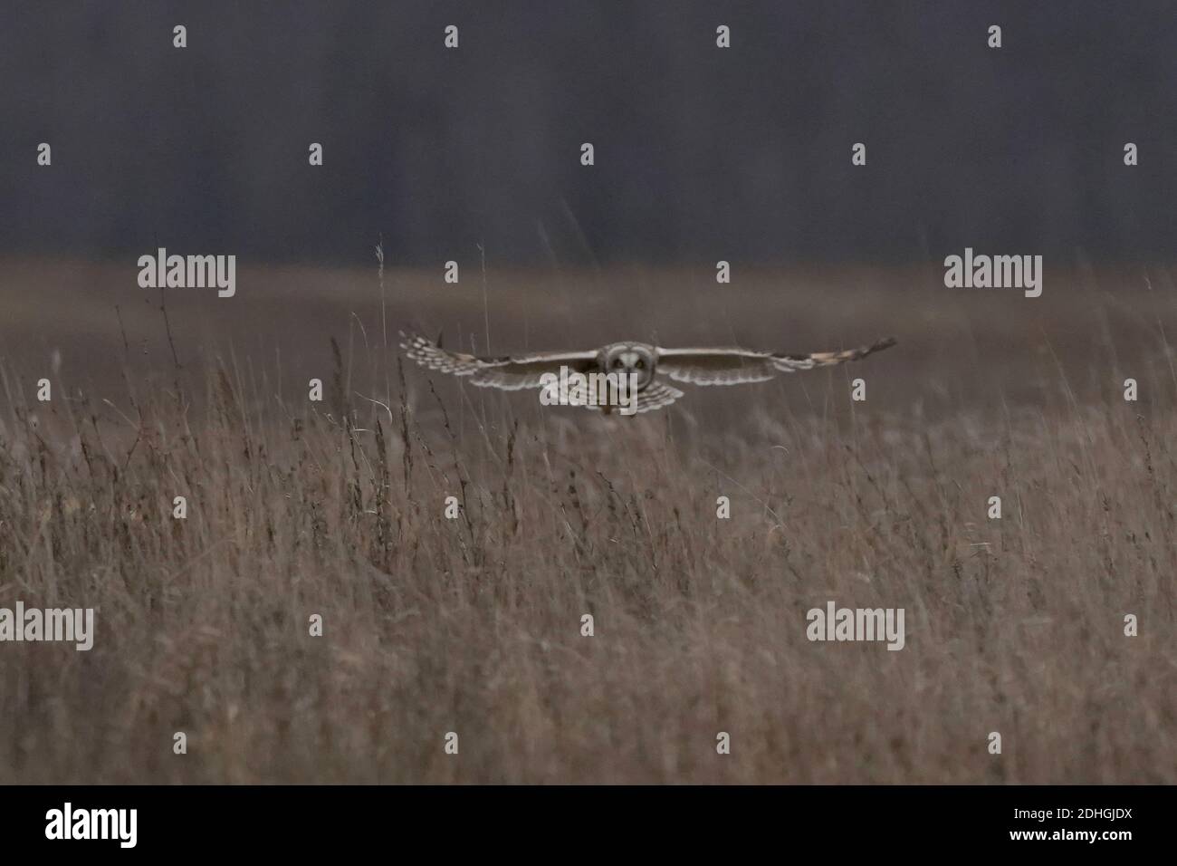 Kurzohreulen im Flug über Heufeld Jagd Stockfoto